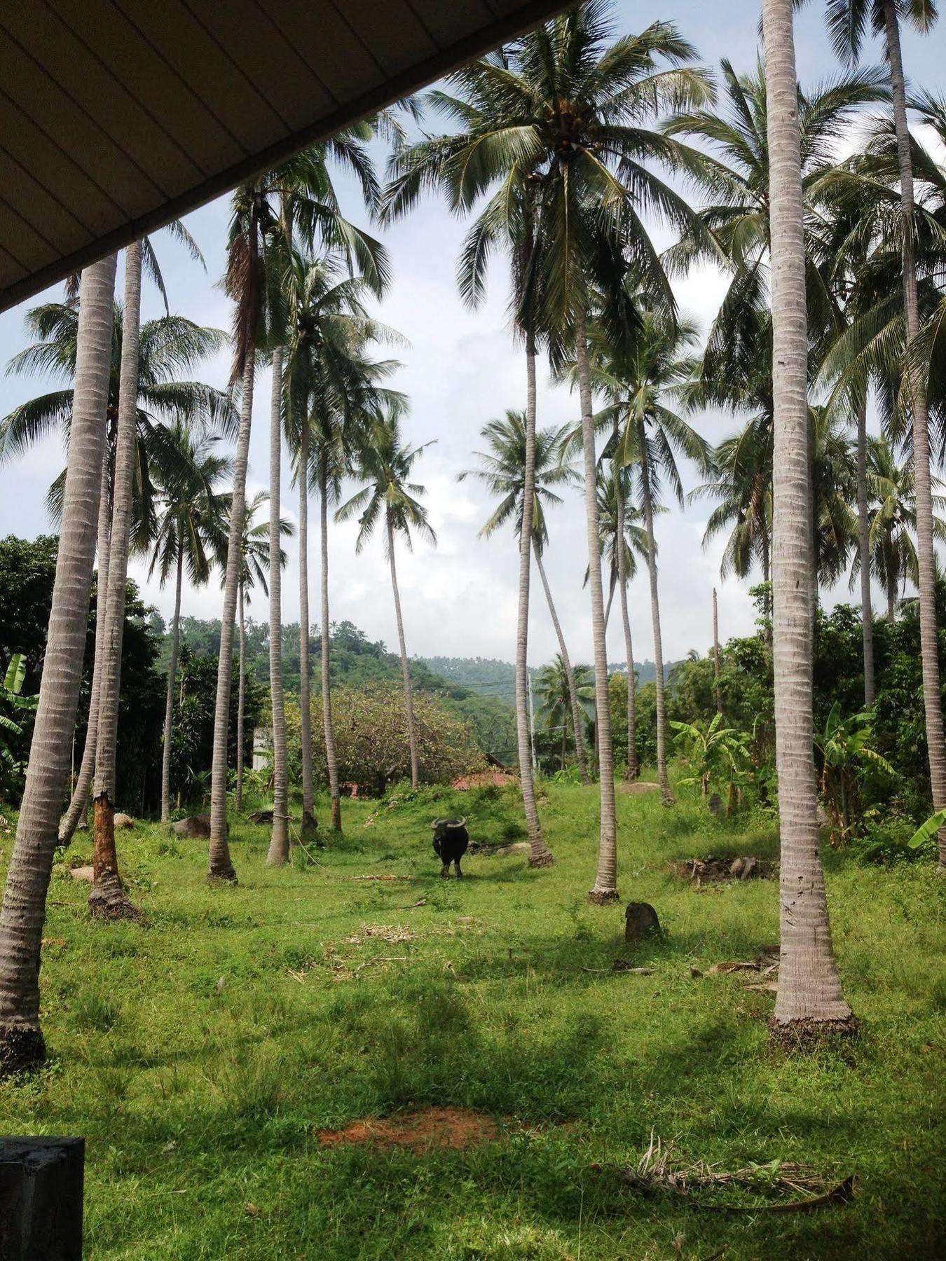 Baan Sawan Samui Resort 차웽 외부 사진